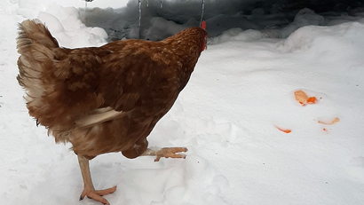 huhn laeuft im schnee 