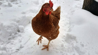huhn im schnee 