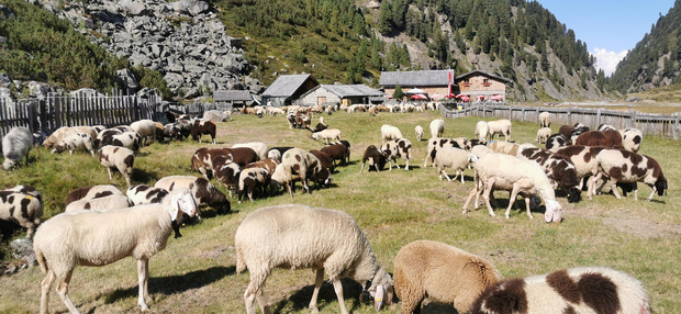 Sulzenaualm